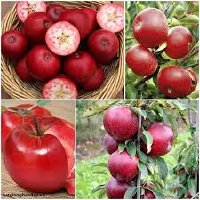 Giống táo chua ruột đỏ RedLove  - Năng xuất cao cho người trồng trọt