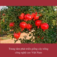 Trung tâm phát triển giống cây trồng công nghệ cao Việt Nam