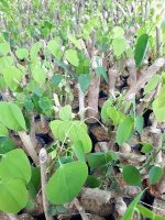 Rau ngót rừng là cây gì?