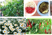 Tự làm thuốc trừ sâu từ thiên nhiên tại nhà