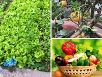 8 loại thực phẩm có thể gây nguy hiểm đến sức khỏe, bạn đã biết chưa?
