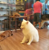 Chào năm Mậu Tuất, hãy tìm hiểu những sự thật đầy bất ngờ về loài chó - người bạn thân nhất của con người