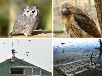 Hàng xóm kiện nhau vì nhà nuôi chim yến