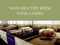 Nuôi heo tiết kiệm năng lượng