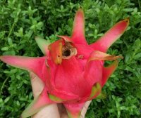 Những nông sản bị tăng giá đốt biến do thương lái Trung Quốc thu gom ồ ạt