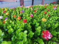 Mua tấm cỏ nhựa treo tường ở đâu?