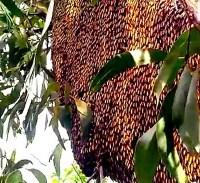 Mua mật ong khoái rừng Lâm Đồng chính hiệu ở đâu ?