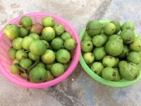 Lợi ích bất ngờ từ trái ổi đối với sức khỏe