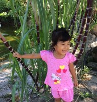 Tác dụng tuyệt vời của mía đối với sức khỏe