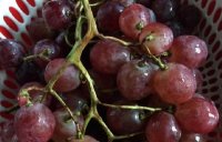 12 loại trái cây cực tốt cho sức khỏe phụ nữ