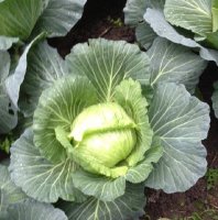 18 sai lầm trong chế biến rau củ gây hại cho sức khỏe mà ai cũng mắc phải