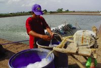 Chế phẩm probiotic cải thiện môi trường nuôi tôm