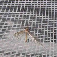 Thi công cửa lưới chống muỗi