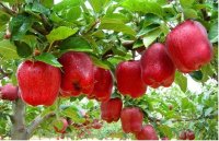 Câu chuyện kinh doanh trái táo và bài học dành cho bất cứ ai đang có ý định khởi nghiệp