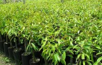 Cung cấp giống cây sầu riêng Ri6