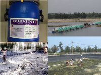 Ưu thế thuốc khử trùng nước có gốc Iodine