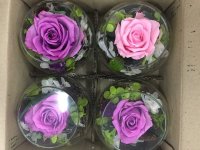 Chọn mua hoa hồng bất tử giá rẻ