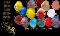 Trại cá dĩa Thắng Lợi chuyên bán các loại cá dĩa loại 1