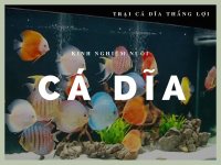Kinh nghiệm nuôi cá đĩa nhanh lớn
