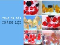 Giới thiệu Trại cá dĩa Thắng Lợi