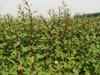 Chia sẻ phương pháp trồng cây Atiso đỏ