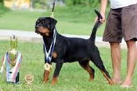 Những điều cần biết về cách nuôi chó