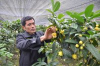 Cung cấp giống cây trà hoa vàng