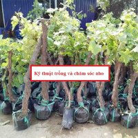 Hướng dẫn kỹ thuật trồng nho cho bà con