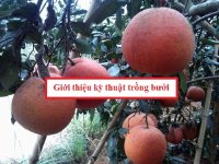 Giới thiệu kỹ thuật trồng bưởi