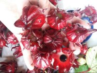 Công dụng của trà Atiso đỏ