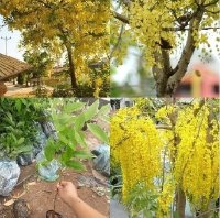 Muồng hoàng yến ( Osaka vàng )