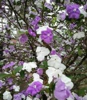 Sỉ cây giống Lài Nhật đẹp rẻ