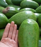 Mua cây giống bơ sáp ở đâu uy tín?