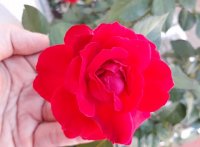 Những điều cơ bản dành cho người mới bắt đầu chơi hoa hồng