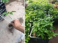 Kỹ thuật trồng và chăm sóc cây chanh dây tại nhà đơn giản cho quả sai