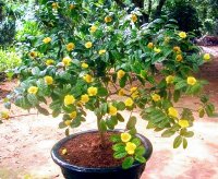 Đặc điểm giống cây trà hoa vàng