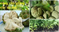 Cây na dai - Cây giống na dai nhanh cho quả