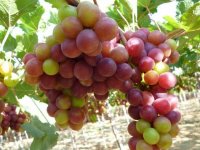 Cây giống nho Pháp - Cách trồng chăm sóc giống nho Pháp