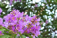 Cây bằng lăng tím sống lâu năm, dễ trồng, dễ chăm sóc