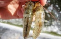 Độ mặn thích hợp nuôi tôm sú người nuôi tôm cần biết