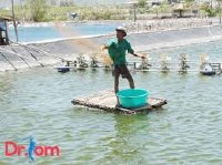 Cách cho tôm sú ăn hiệu quả trong từng thời kỳ