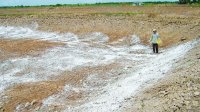 Kỹ thuật nuôi tôm thẻ chân trắng ở miền Tây bà con nên áp dụng