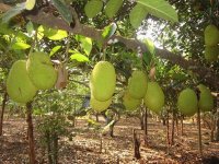 Cung cấp cây giống mít chất lượng, đảm bảo uy tín