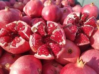 Nơi bán cây giống lựu đỏ lùn Ấn Độ uy tín, chất lượng tại Hà Nội