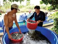 Quy trình nuôi tôm sạch bệnh năng xuất cao