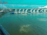 Sổ tay kỹ thuật nuôi tôm sú hiệu quả cho bà con