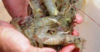 Kiến thức về bệnh đục cơ ở tôm thẻ chân trắng