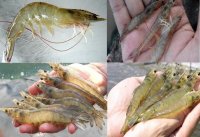 Tìm hiểu về bệnh hoại tử trên tôm thẻ chân trắng