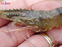 Bật mí cách trị bệnh đốm đen trên tôm thẻ chân trắng