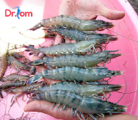 Cách cho tôm sú ăn như thế nào là hợp lý nhất để đạt năng suất cao?